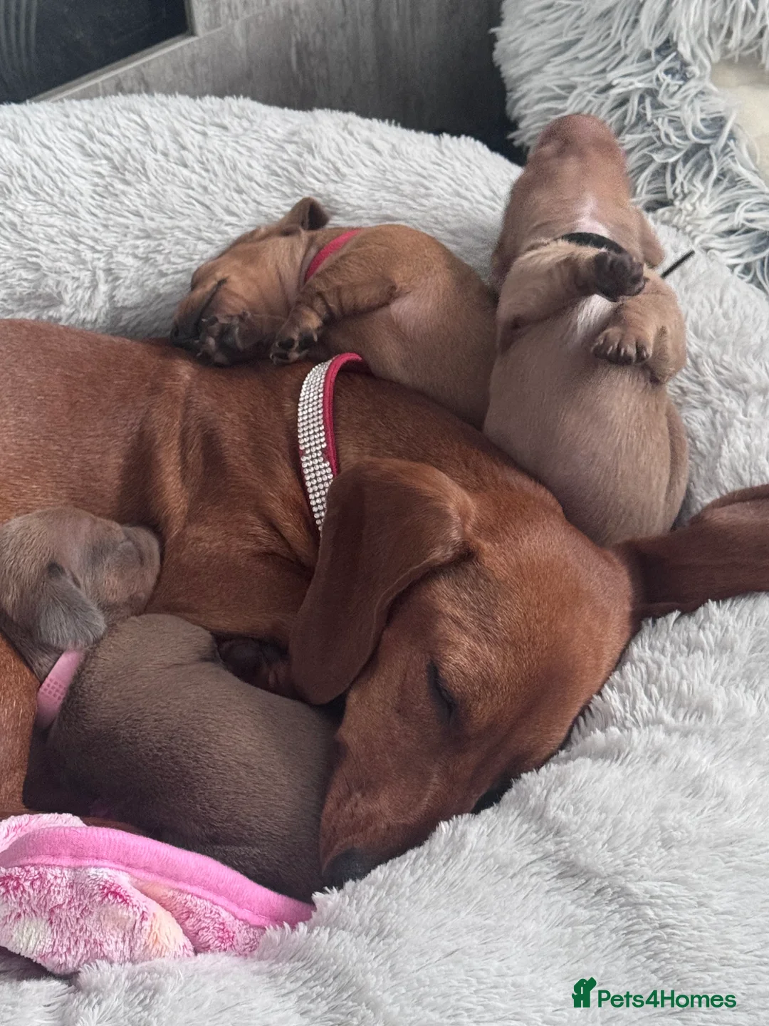 Miniature Dachshund dogs for sale: Beautiful miniature dachshund puppies - Advert 9