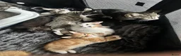 Mixed Breed cats for sale: Bengal x kittens for sale ready now  - Advert 2