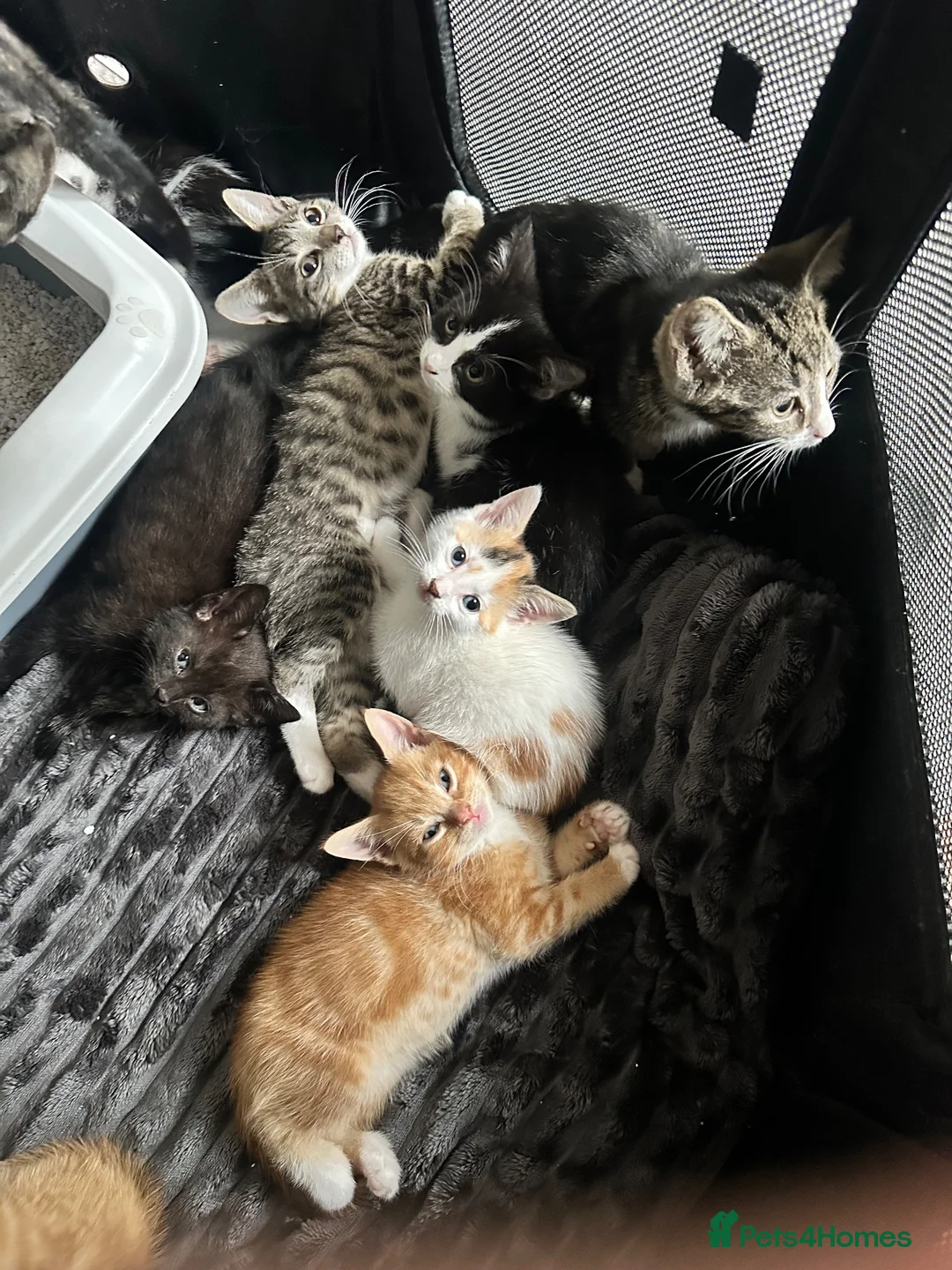 Mixed Breed cats for sale: Bengal x kittens for sale ready now  - Advert 2