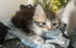 Mixed Breed cats for sale: 4 x kittens ready  - Image 3