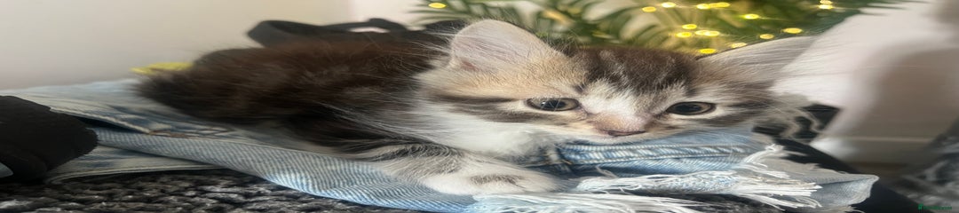 Mixed Breed Kitten 4