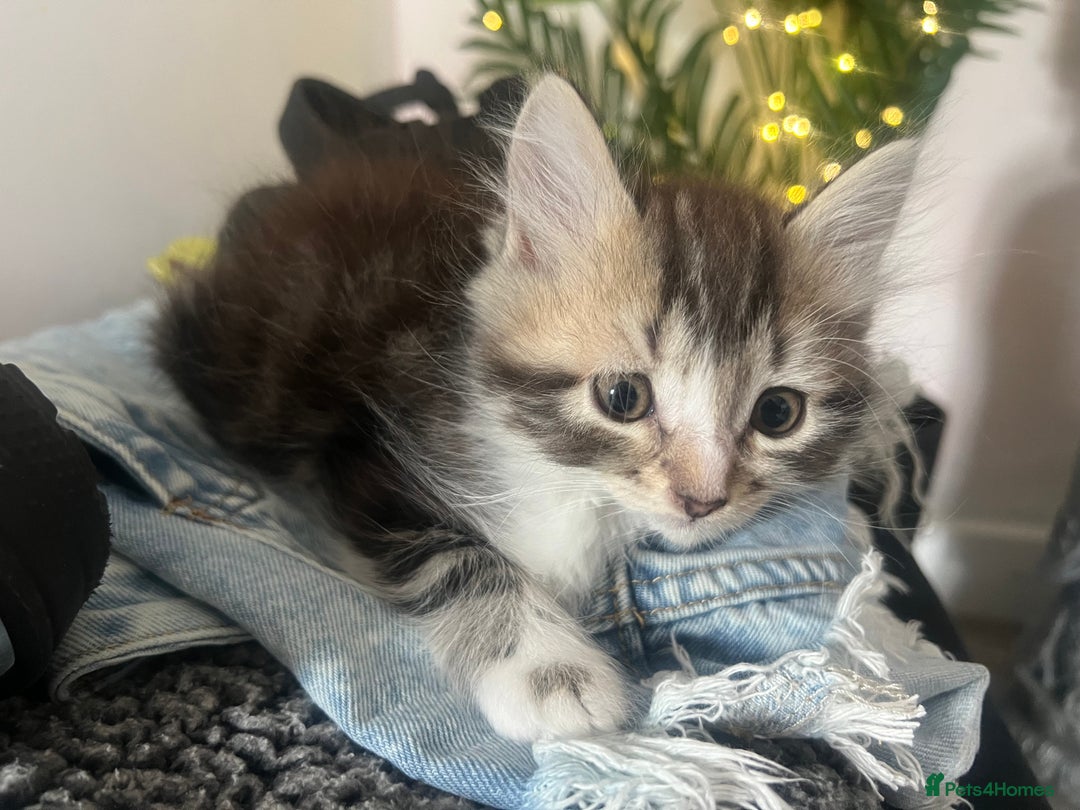 Mixed Breed cats for sale: 4 x kittens ready  - Image 3