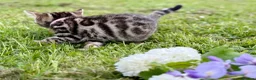 Bengal cats for sale: Beautiful Bengal kittens  - Advert 26