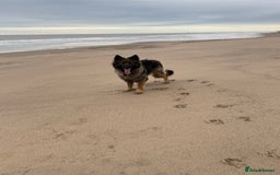 German Shepherd dogs for stud: FOR STUD (PROVEN)  in Doncaster - Image 13