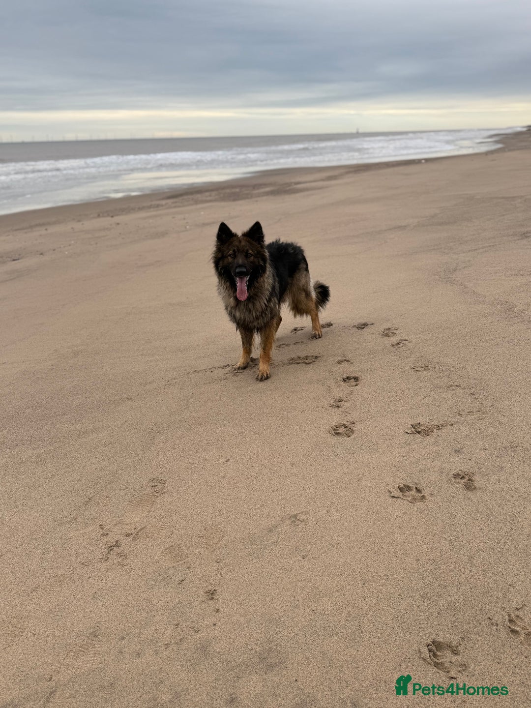German Shepherd dogs for stud: FOR STUD (PROVEN)  in Doncaster - Image 13