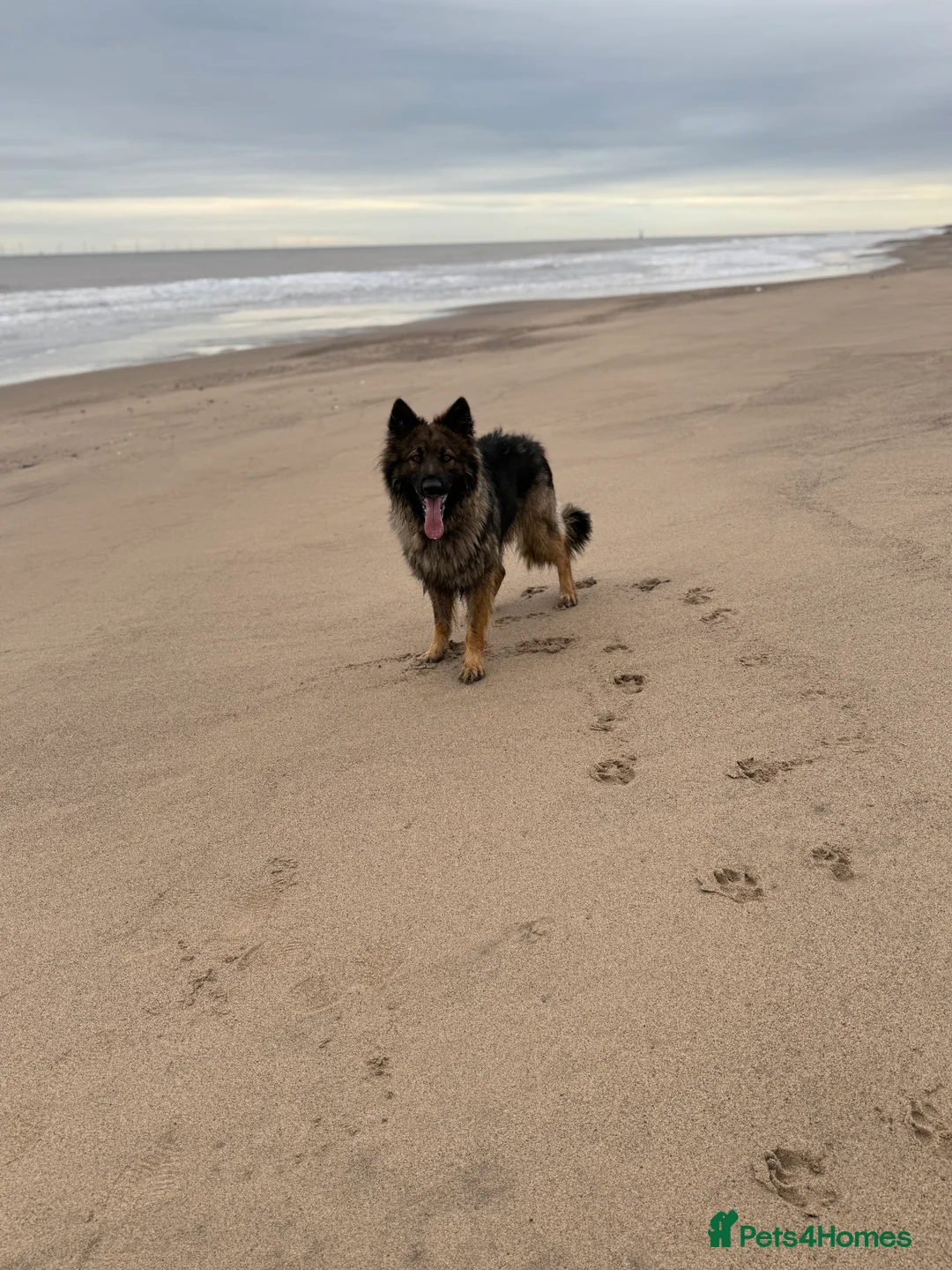 German Shepherd dogs for stud: FOR STUD (PROVEN)  in Doncaster - Advert 17