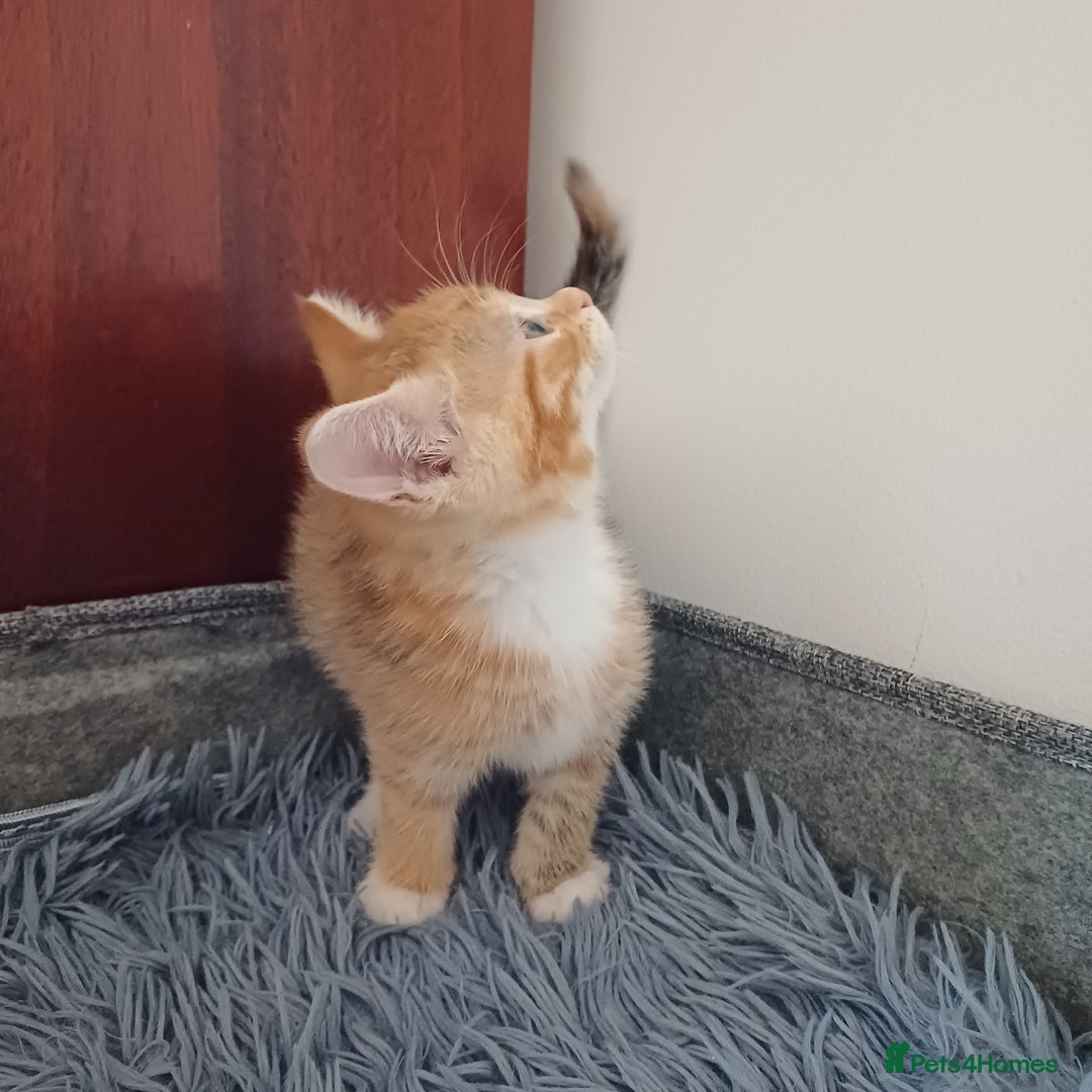 Mixed Breed cats for sale: Lovely kittens😻😻😽😽❤️ - Advert 6