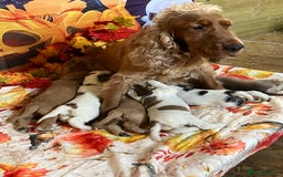 Cocker Spaniel dogs for sale: Exceptional KC registered Show Cocker Spaniels  - Image 18