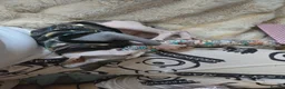 Sphynx cats for sale: Amazing blue eye sphynx program DBE TICA &GCCF  in London - Advert 12