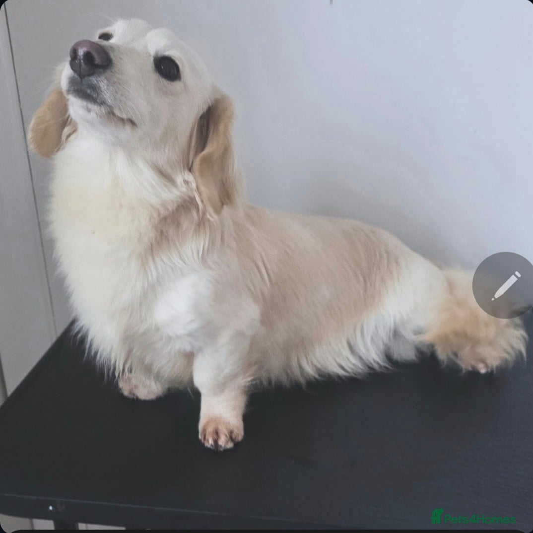 Miniature Dachshund dogs STUNNING ee/ii DOUBLE INTENSITY CREAM STUD - Advert 3