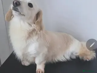 Miniature Dachshund dogs STUNNING ee/ii DOUBLE INTENSITY CREAM STUD - Advert 4