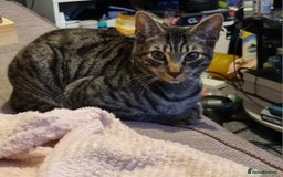 Domestic Shorthair cats for sale: Tabby cat  - Image 1