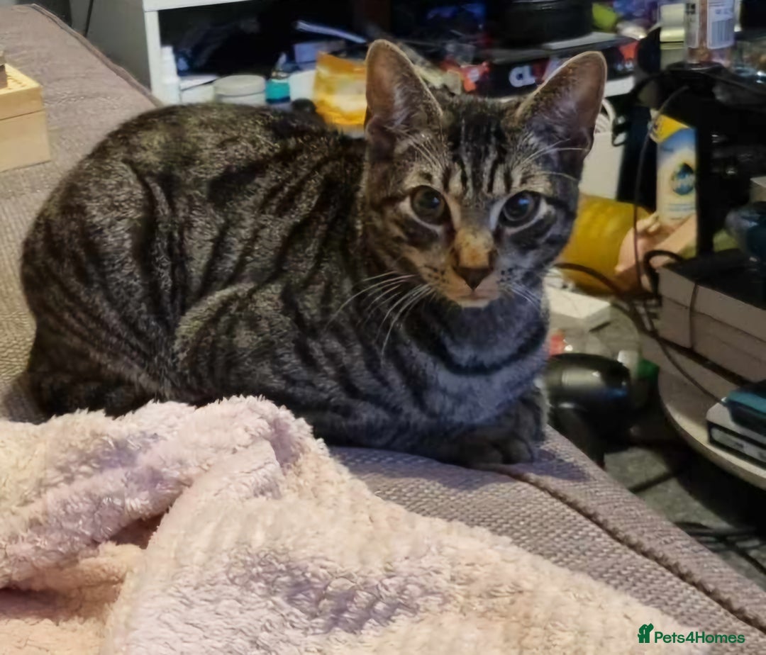 Domestic Shorthair cats for sale: Tabby cat  - Image 1