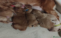 Cockapoo dogs for sale: Five Beautiful Cockerpoo Puppies  - Image 21