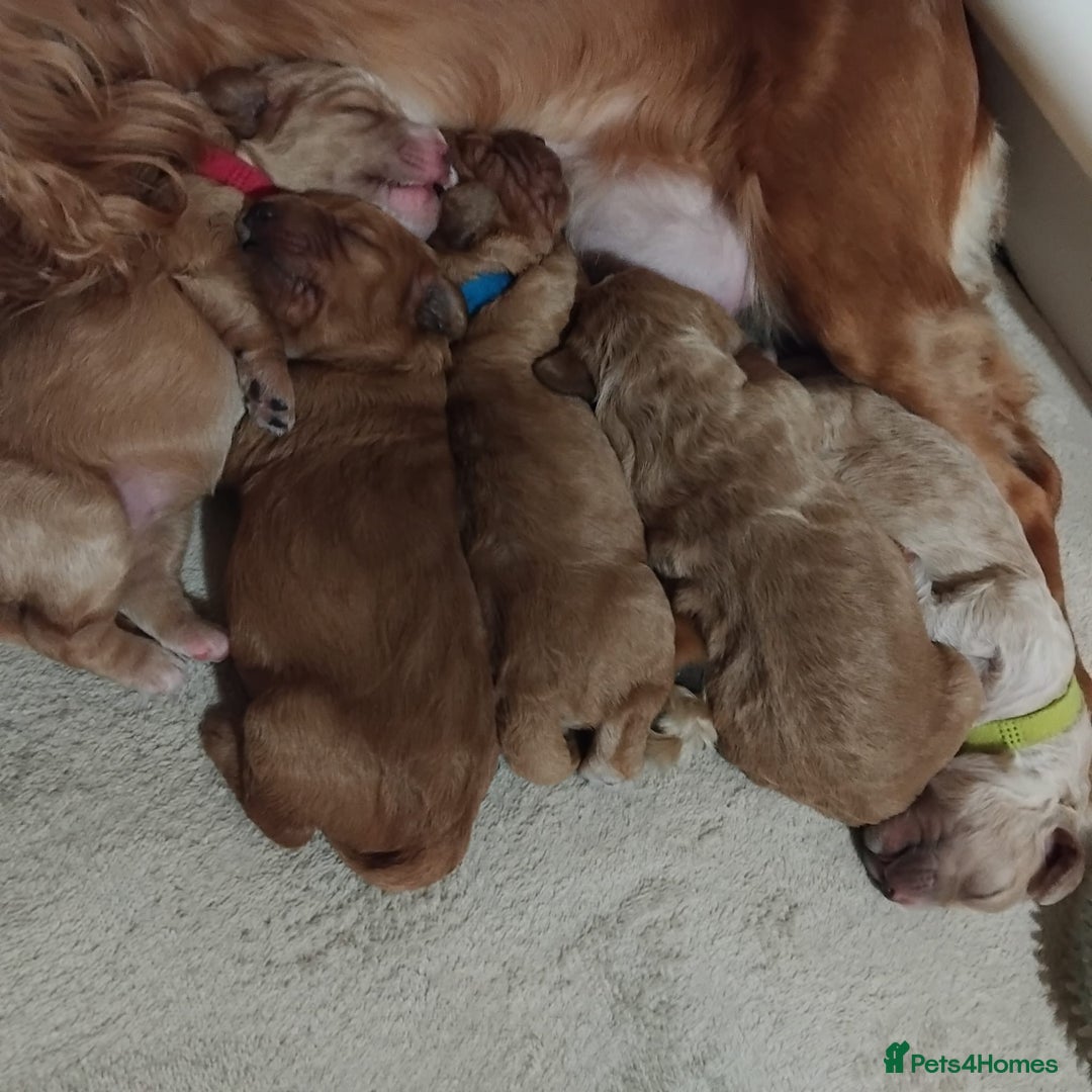 Cockapoo dogs for sale: Five Beautiful Cockerpoo Puppies  - Image 21