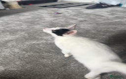 Domestic Shorthair cats for sale: Blair beautiful domestic short haired  - Image 2