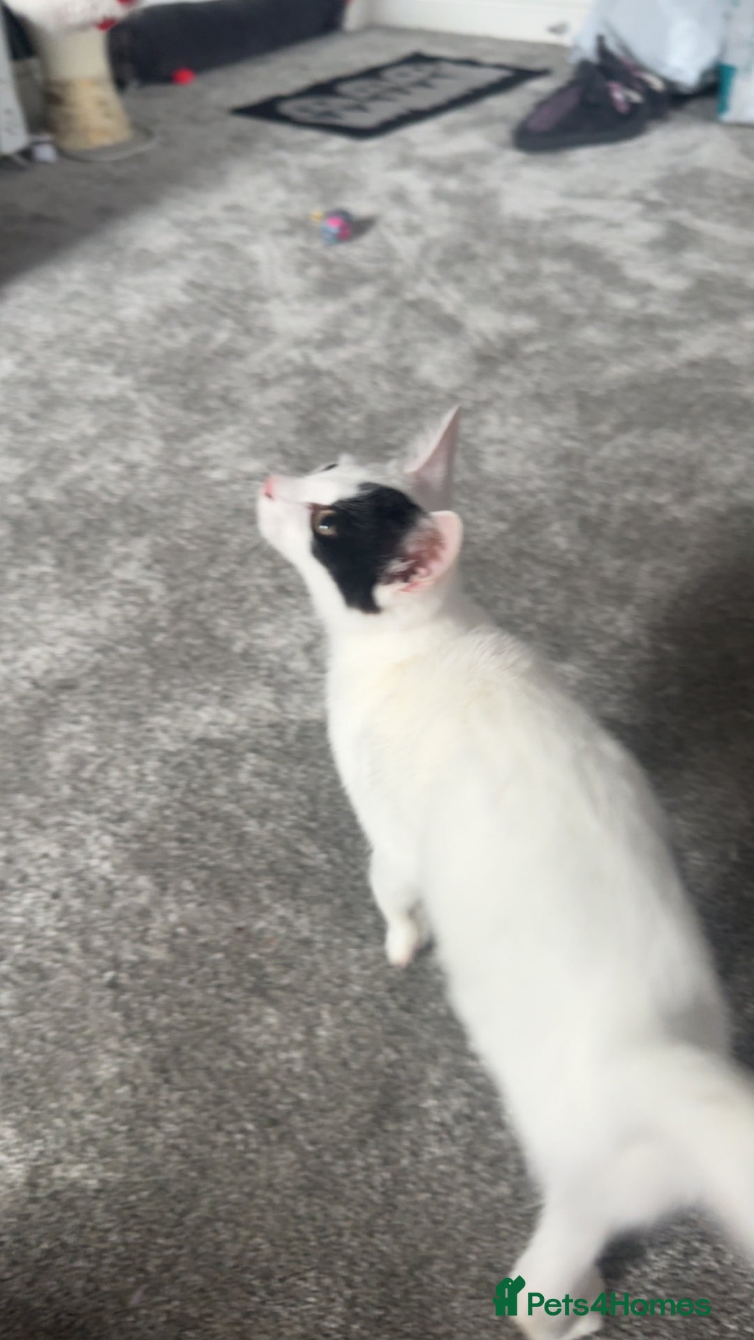 Domestic Shorthair cats for sale: Blair beautiful domestic short haired  - Image 2