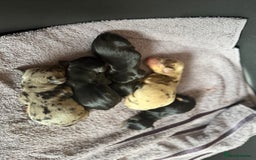 Dachshund dogs for sale: Litter of standard Dachshund  - Image 10