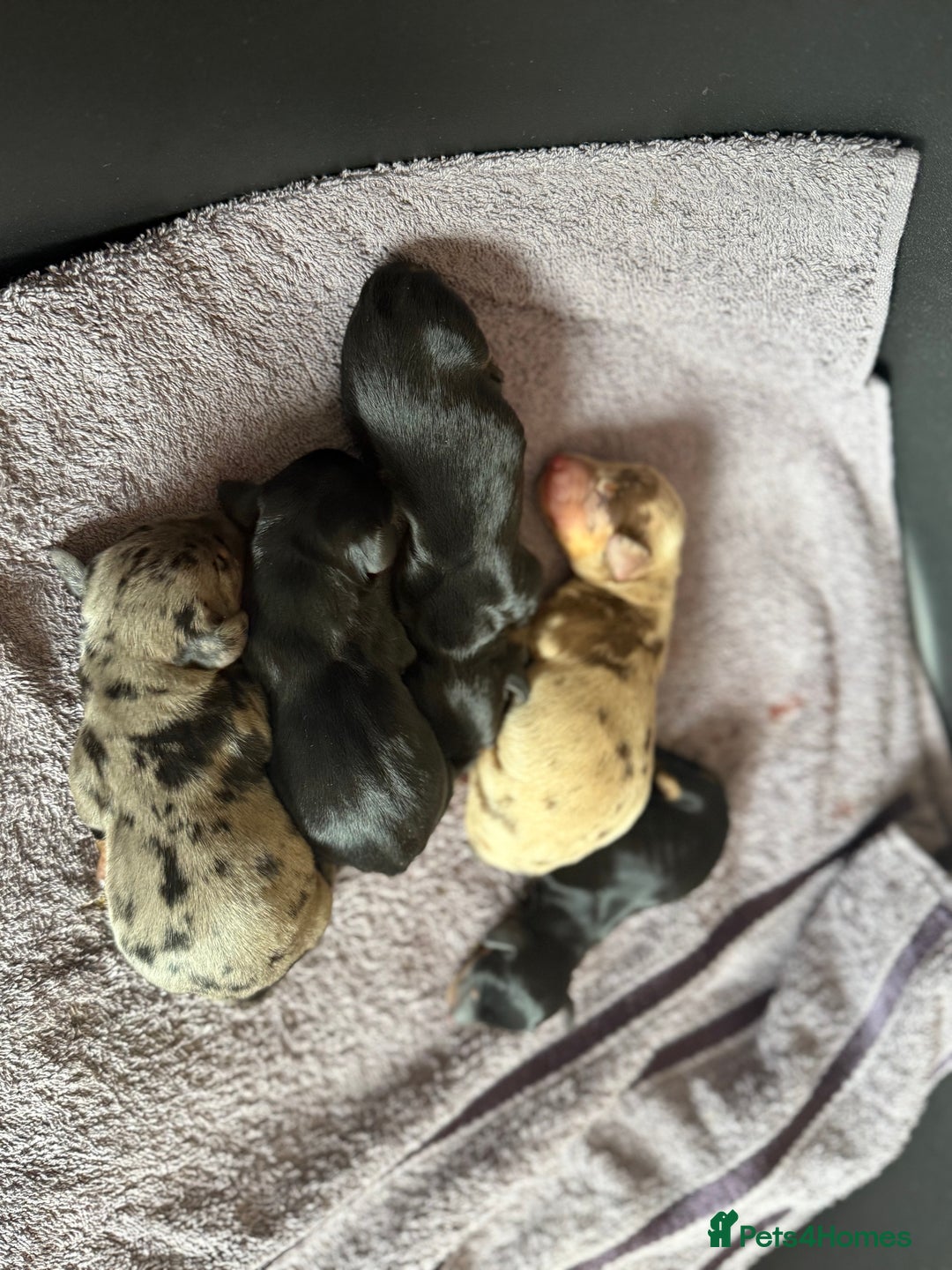 Dachshund dogs for sale: Litter of standard Dachshund  - Image 10