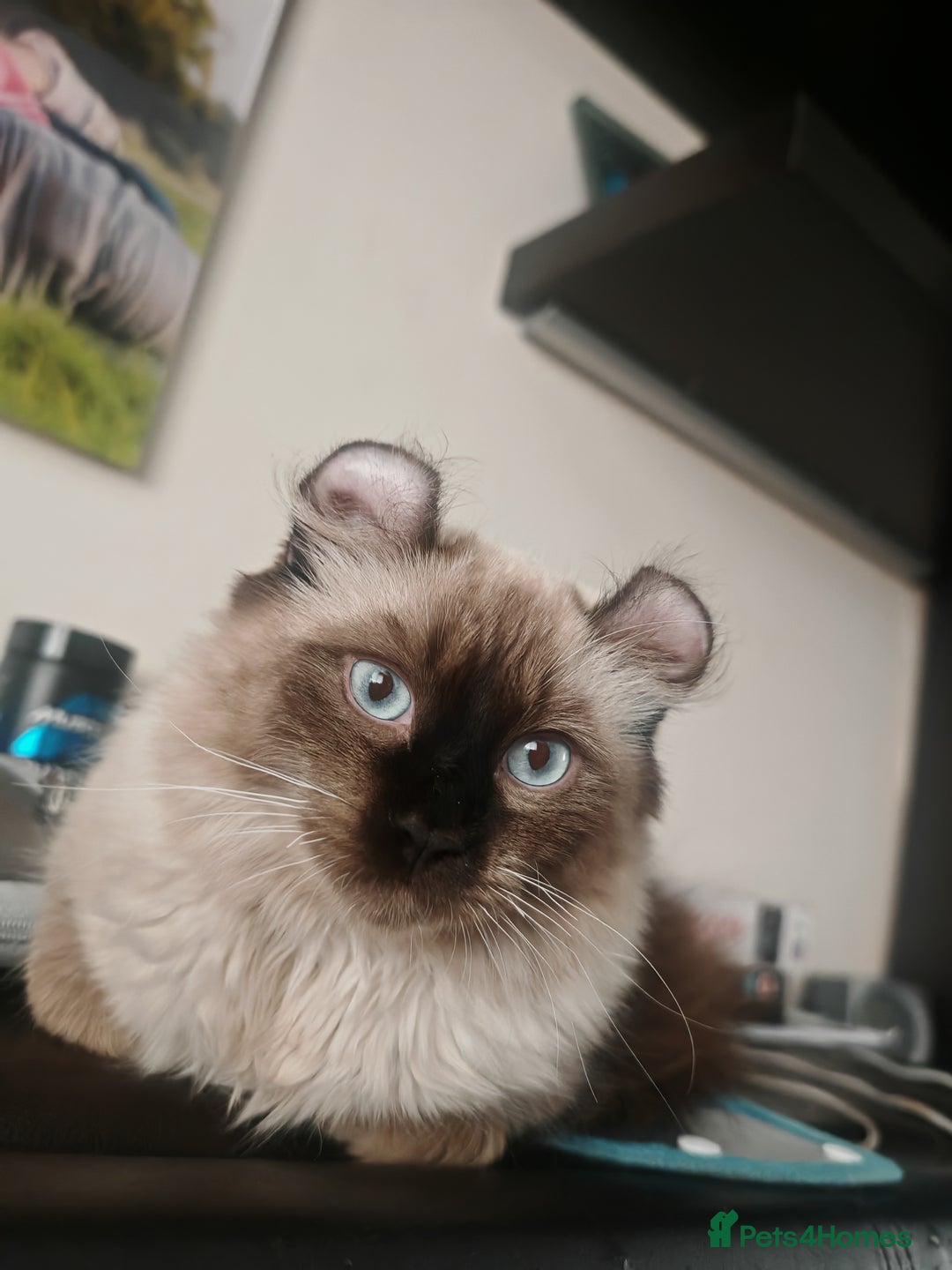 American Curl cats for sale: Two very rare and wonderful kittens for sale - Image 23