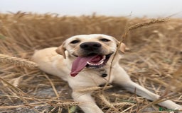 Labrador Retriever dogs for sale: Loving teenage labrador - Image 7