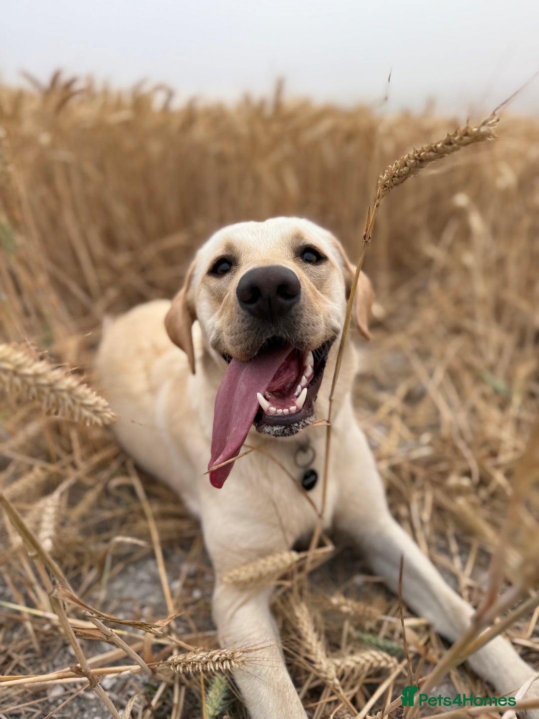 Labrador Retriever dogs for sale: Loving teenage labrador - Image 7