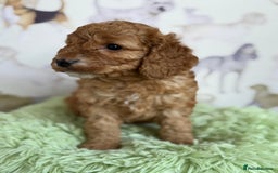 Cockapoo dogs for sale: F1 Cockapoo’s **fully health tested parents** - Image 7