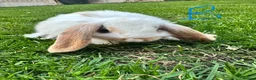 Mini Lop rabbits for sale: Mini Lop Rabbits For Sale  - Advert 30