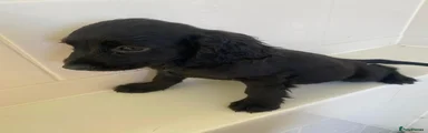 Cocker Spaniel 6