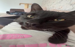 Bombay cats for sale: 2 black male cats - Advert 8