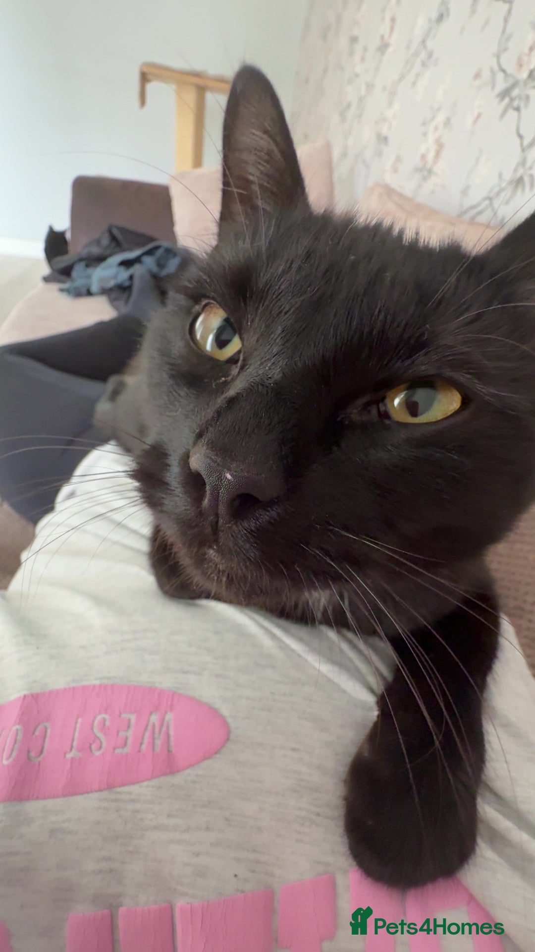 Bombay cats for sale: 2 black male cats - Advert 8