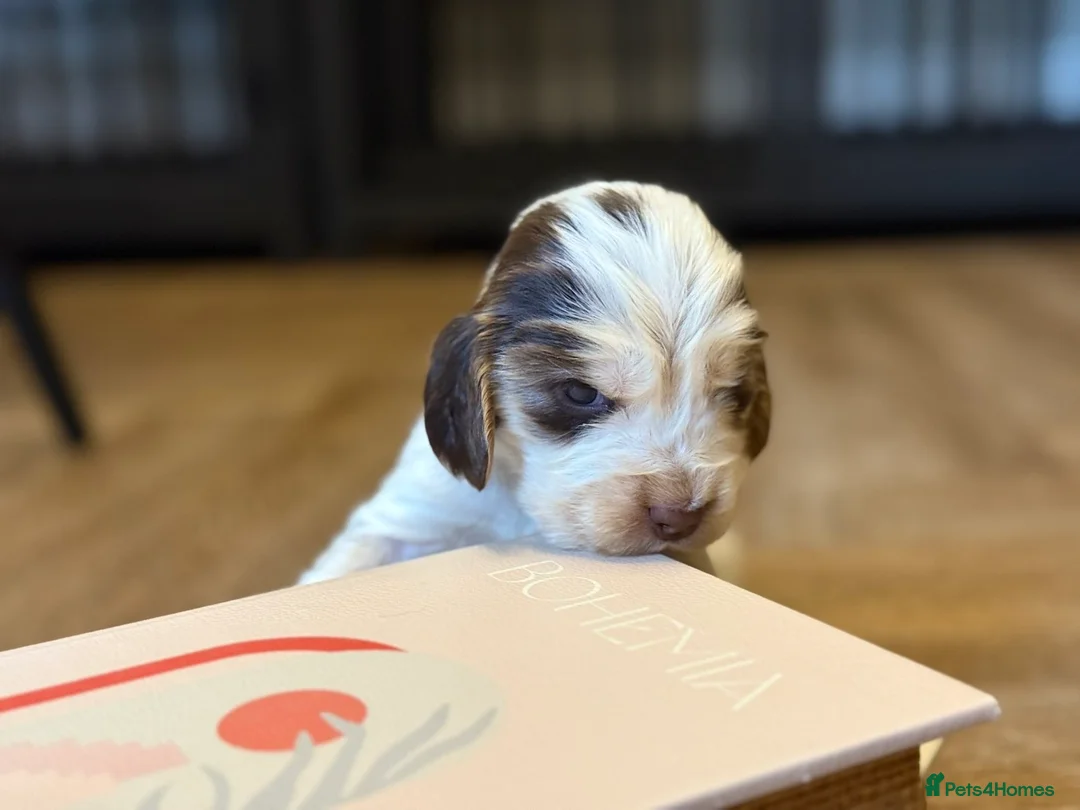 Cocker Spaniel dogs for sale: Show type cocker spaniels  - Advert 38