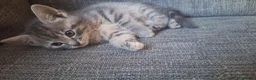 Mixed Breed cats for sale: 2 litters of 2 mommy in Preston - Advert 14