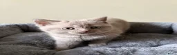 British Shorthair cats for sale: British Shorthair Kittens for Sale - Advert 19
