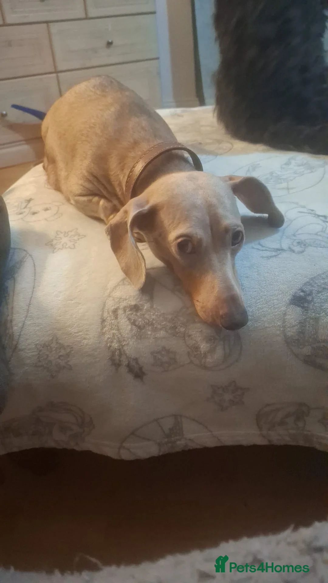 Miniature Dachshund dogs for sale:  3 chocolate and tan miniature dachshund pups  - Advert 4