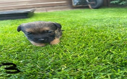 Border Terrier dogs for sale: Border Terrier Puppies  - Image 11