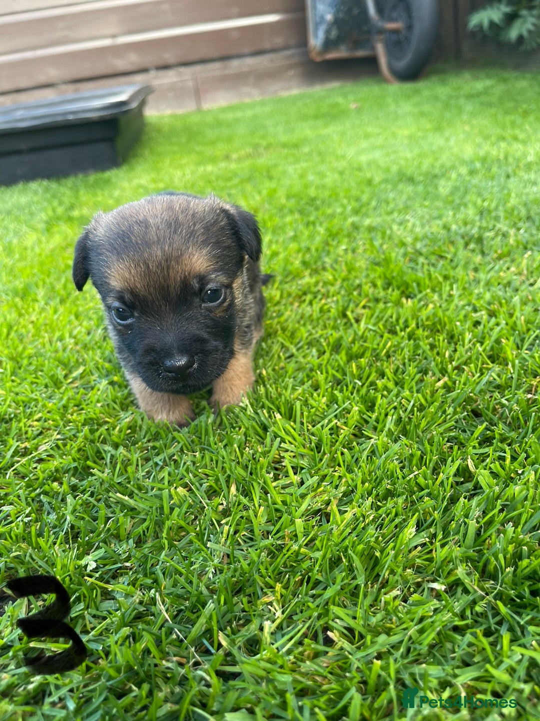 Border Terrier dogs for sale: Border Terrier Puppies  - Image 11