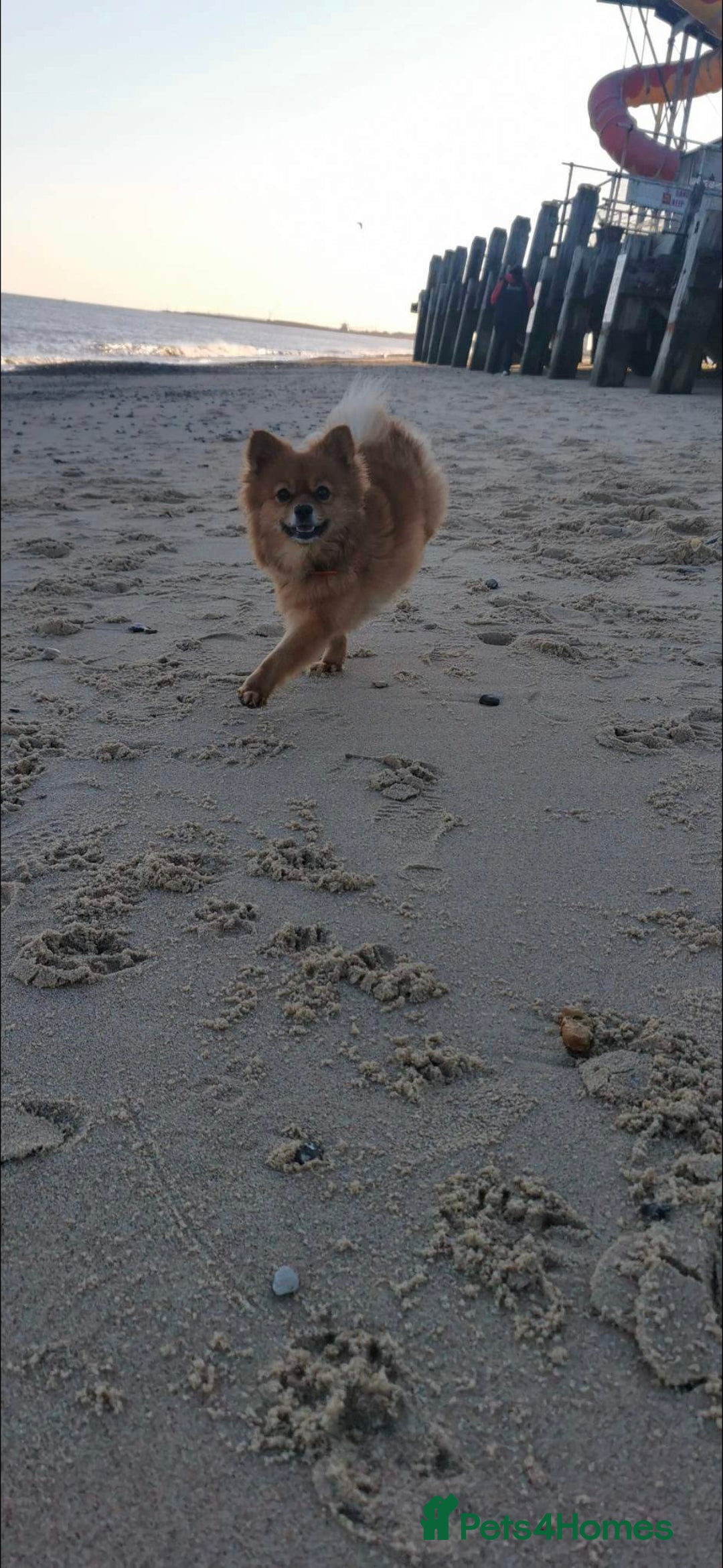 German Spitz dogs for sale: German spitz - Advert 6