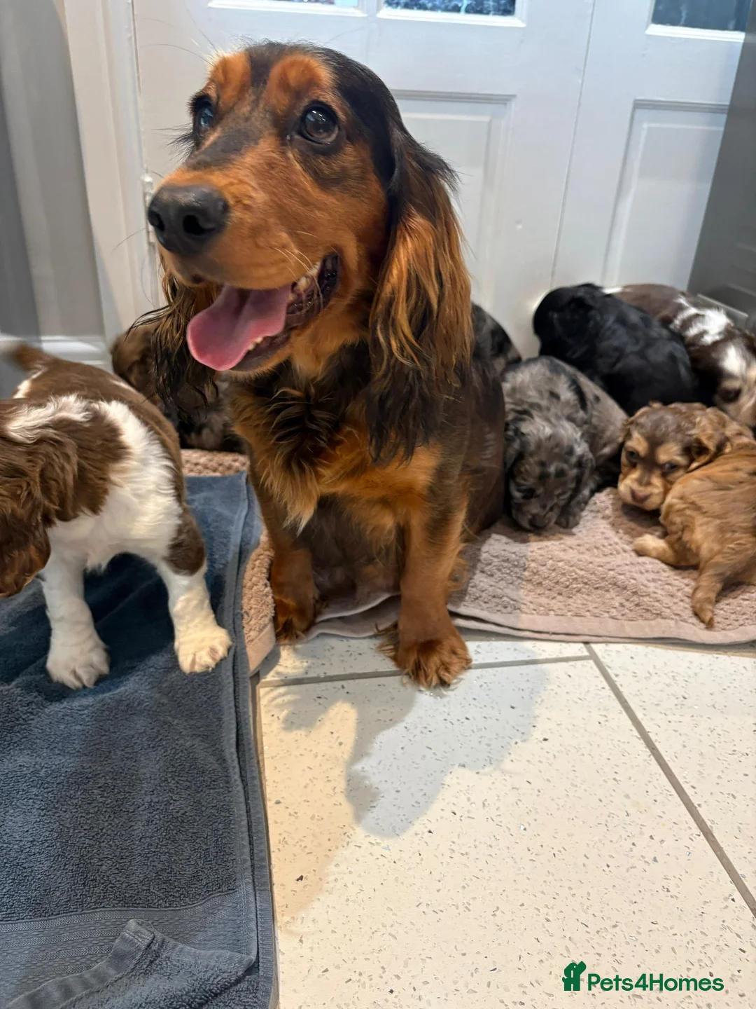 Cocker Spaniel dogs for sale: 100% Pedigree full show type DNA health tested  in Worksop - Advert 14