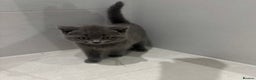 British Shorthair cats for sale: 3 British Shorthair kittens ready for loving home  - Advert 2