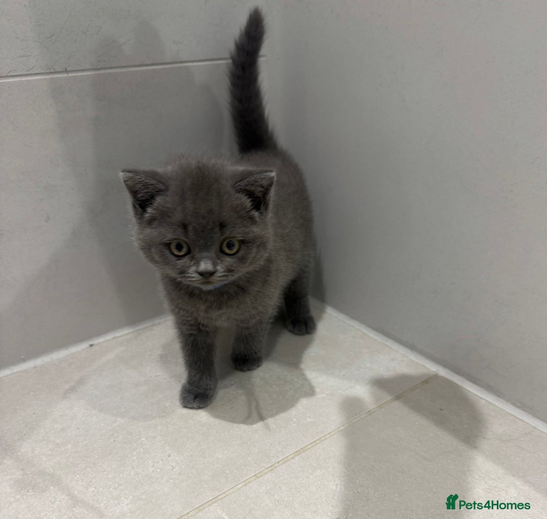 British Shorthair cats for sale: 3 British Shorthair kittens ready for loving home  - Advert 2