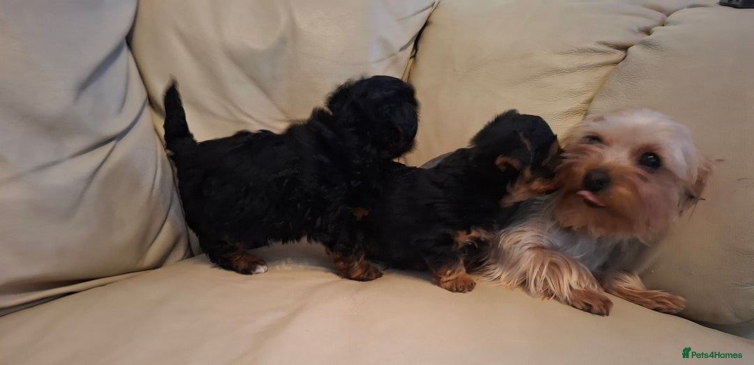 Yorkiepoo dogs for sale: Stunning Yorkiepoo Boys Ready Now - Advert 7