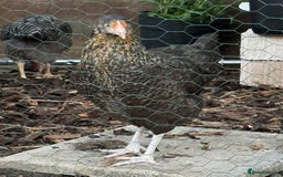 Chickens poultry for sale: Young Laying Hen for Sale 🐓🥚 - Image 3