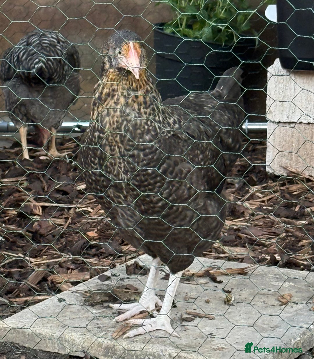 Chickens poultry for sale: Young Laying Hen for Sale 🐓🥚 - Image 3