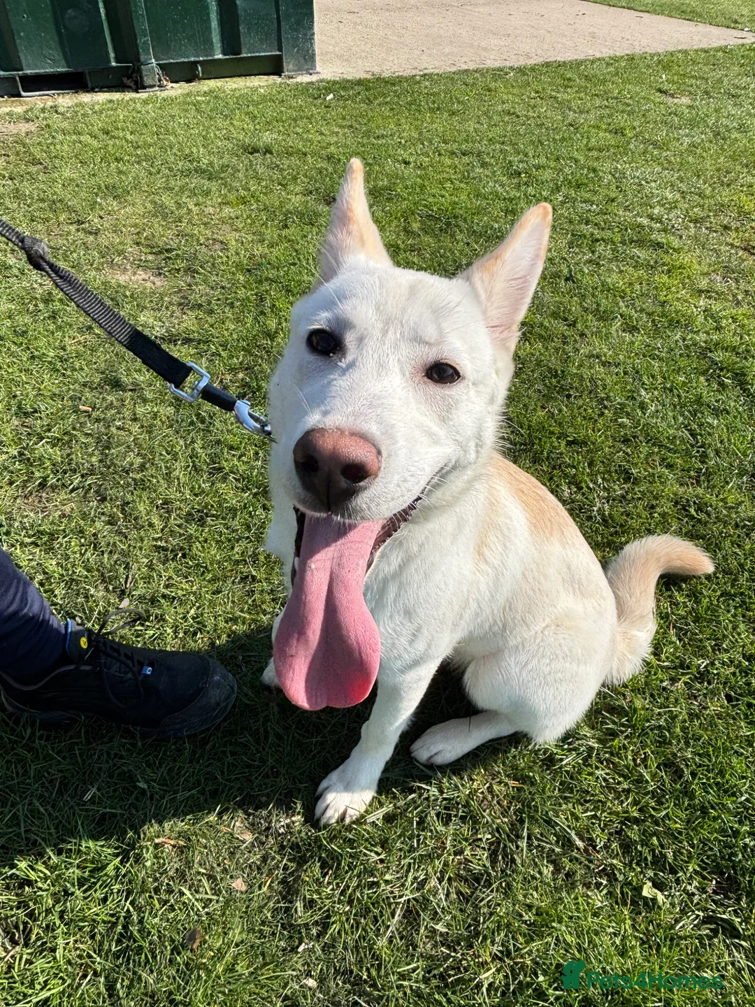 Mixed Breed dogs for sale: White girl German shepherd with a bit of Akita. in Didcot - Advert 2