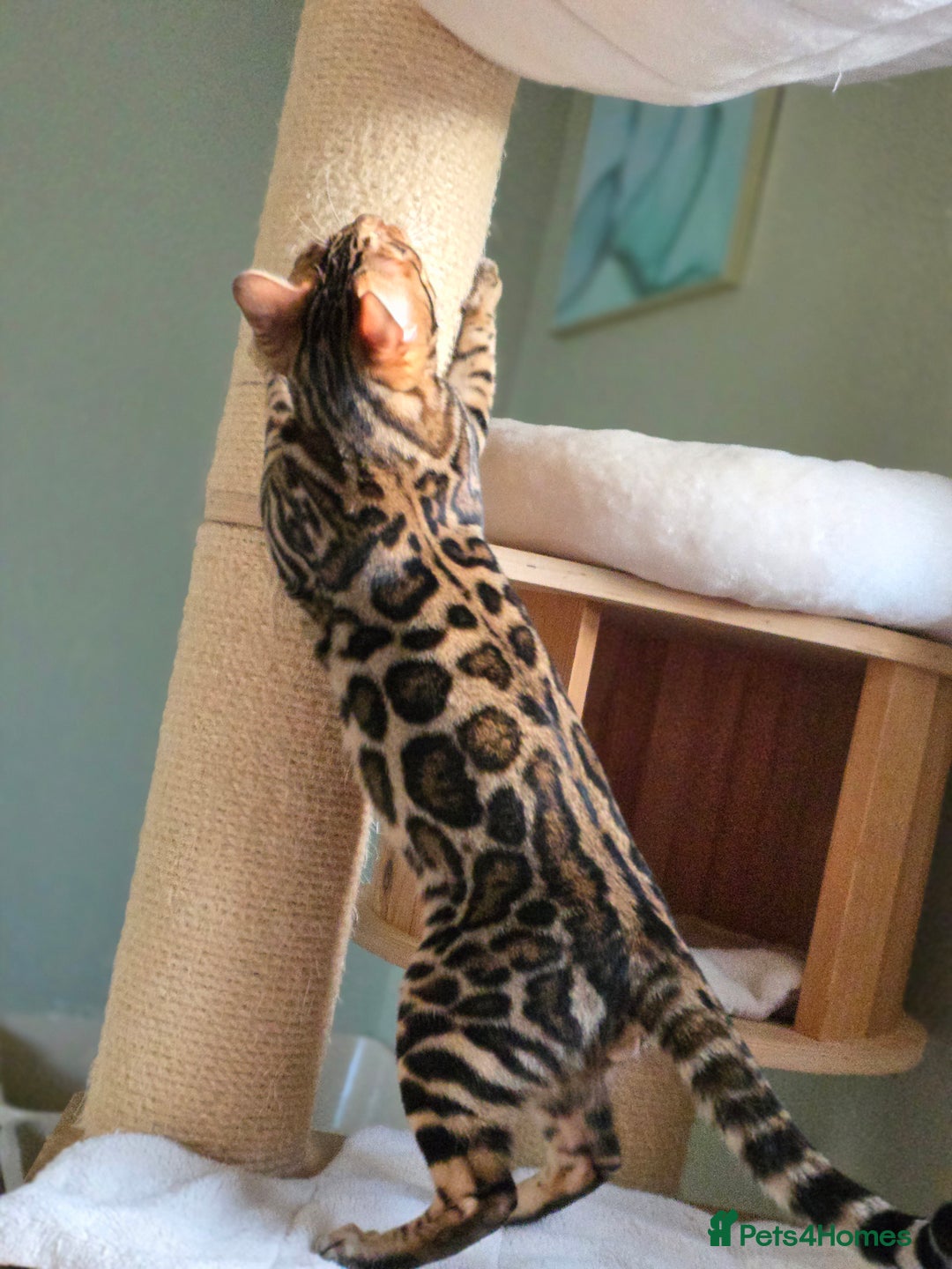 Bengal cats for sale: Brown Rosetted Bengal Prince  - Advert 2