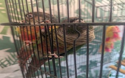 Conures birds for sale: Pair of Conures male and female 250.00 ono - Image 5