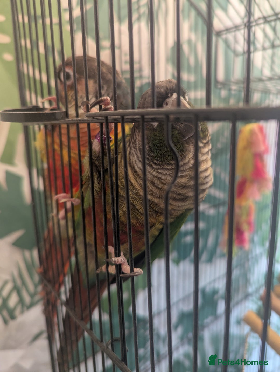 Conures birds for sale: Pair of Conures male and female 250.00 ono - Image 5