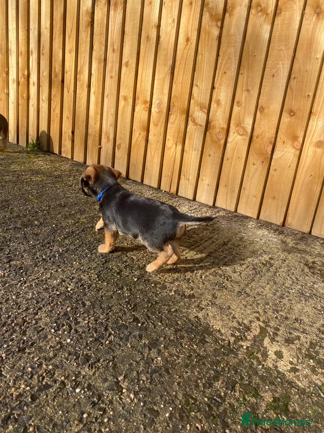 Border Terrier dogs for sale: ⭐️BORDER TERRIER PUPPIES  - Advert 23