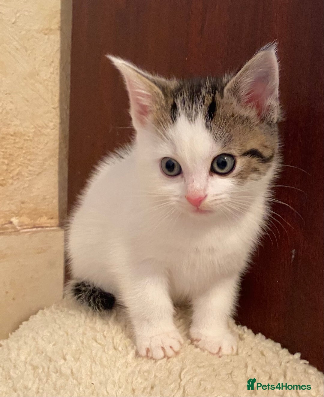 Mixed Breed cats for sale: Stunning part Siamese kittens ready now - Advert 22